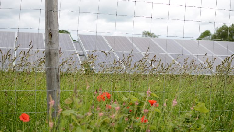 Solar panels and wildflowers